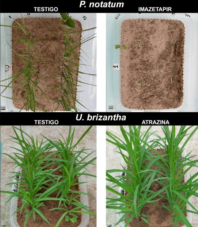 Un hallazgo en laboratorio redefine el control de malezas en pasturas del Nordeste