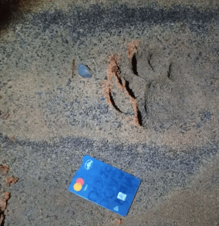 Un yaguareté sorprendió al personal del Parque Iberá en plena ruta correntina