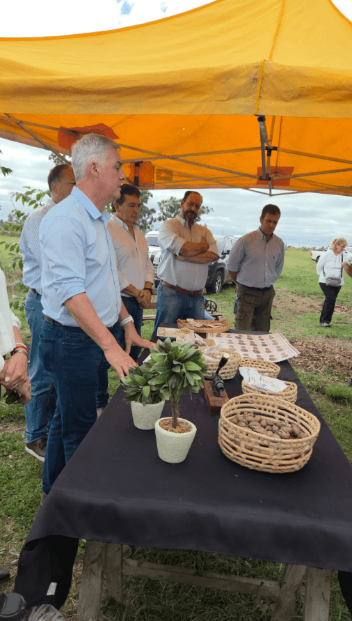 Plantación de nuez pecán