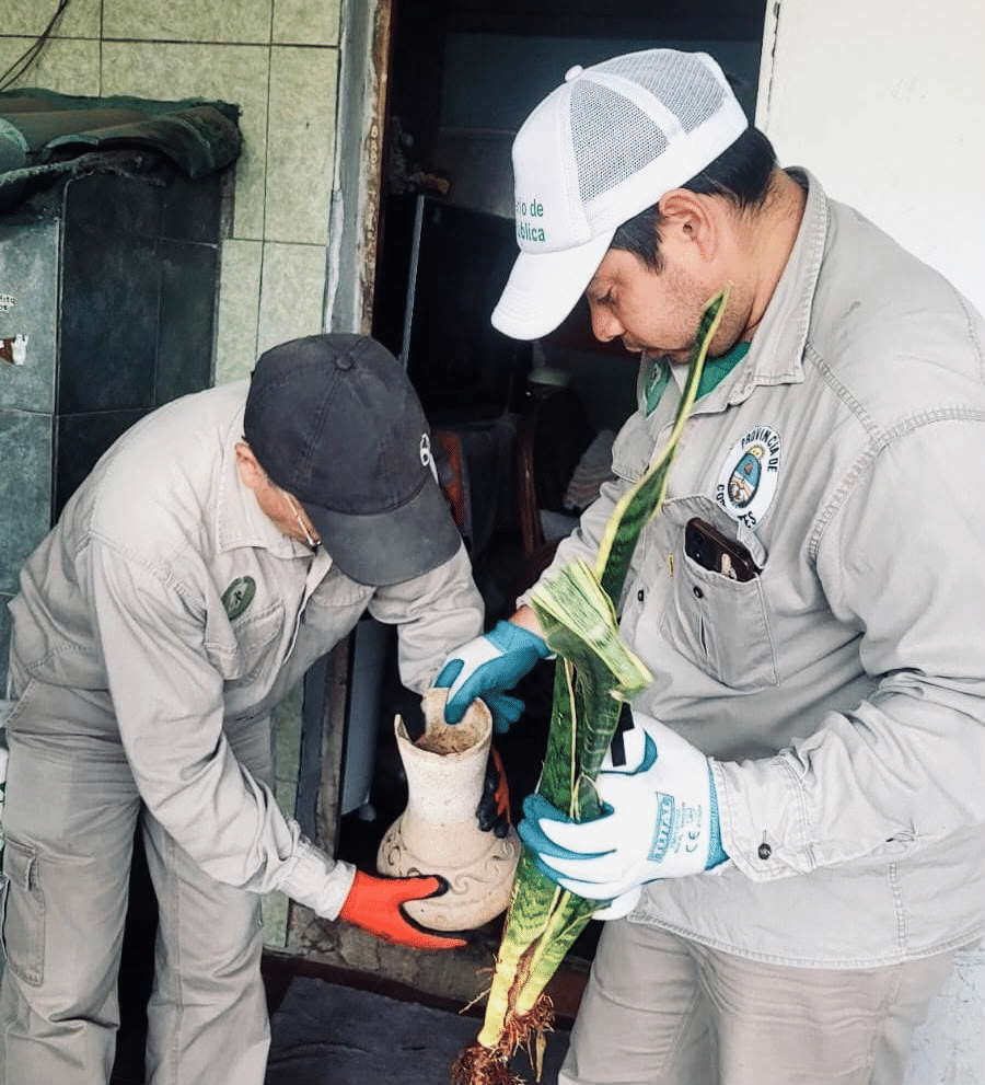 El mosquito que se cría dentro de tu casa: la advertencia de Epidemiología en Corrientes